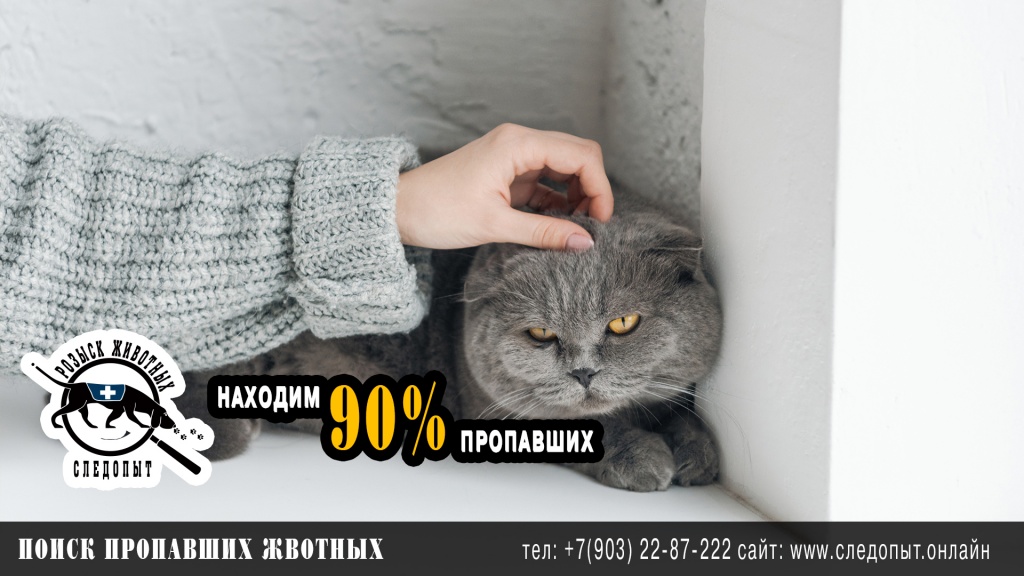 Поиск пропавших животных Поиск пропавших животных