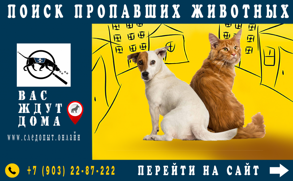 Поиск пропавших животных Поиск пропавших животных