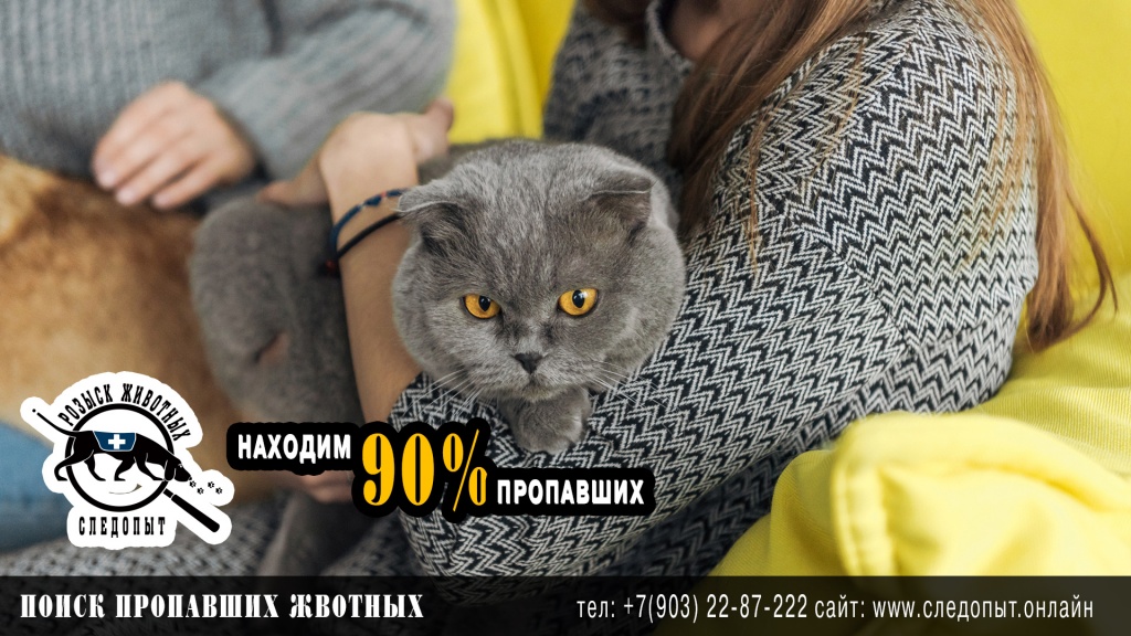 Поиск пропавших животных Поиск пропавших животных
