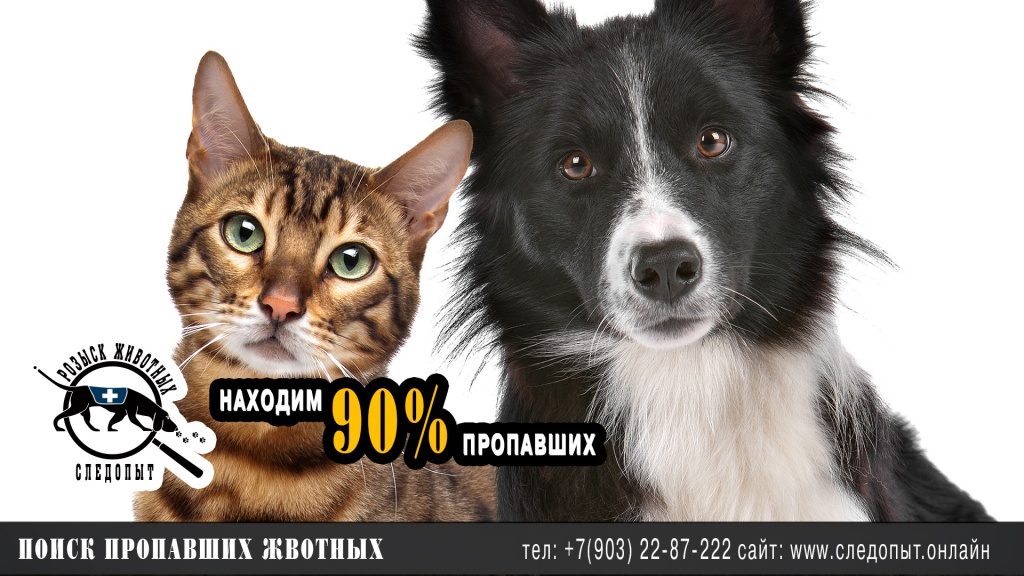 Поиск пропавших животных Поиск пропавших животных