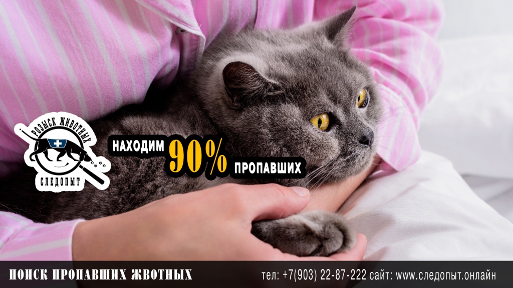 Поиск пропавших животных Поиск пропавших животных