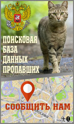 Пропала кошка