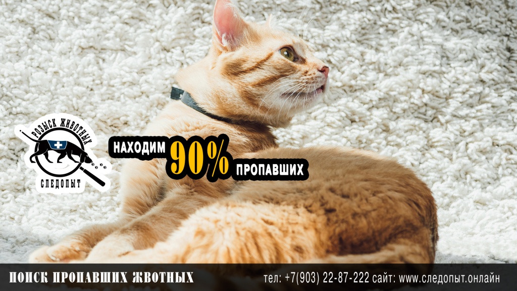 Поиск пропавших животных Поиск пропавших животных