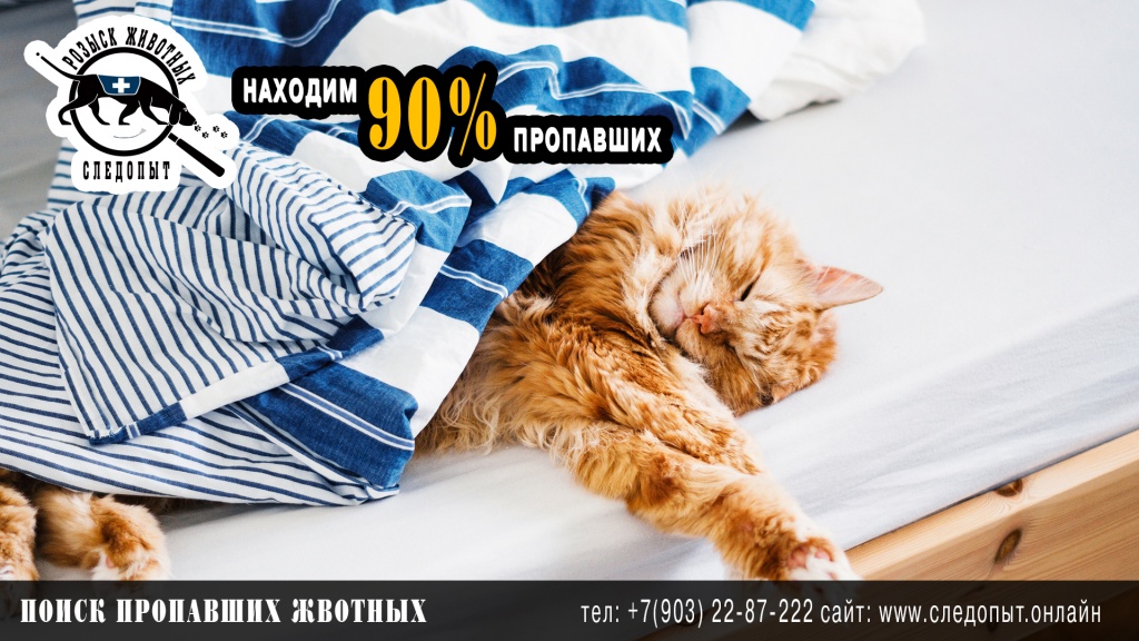 Поиск пропавших животных Поиск пропавших животных