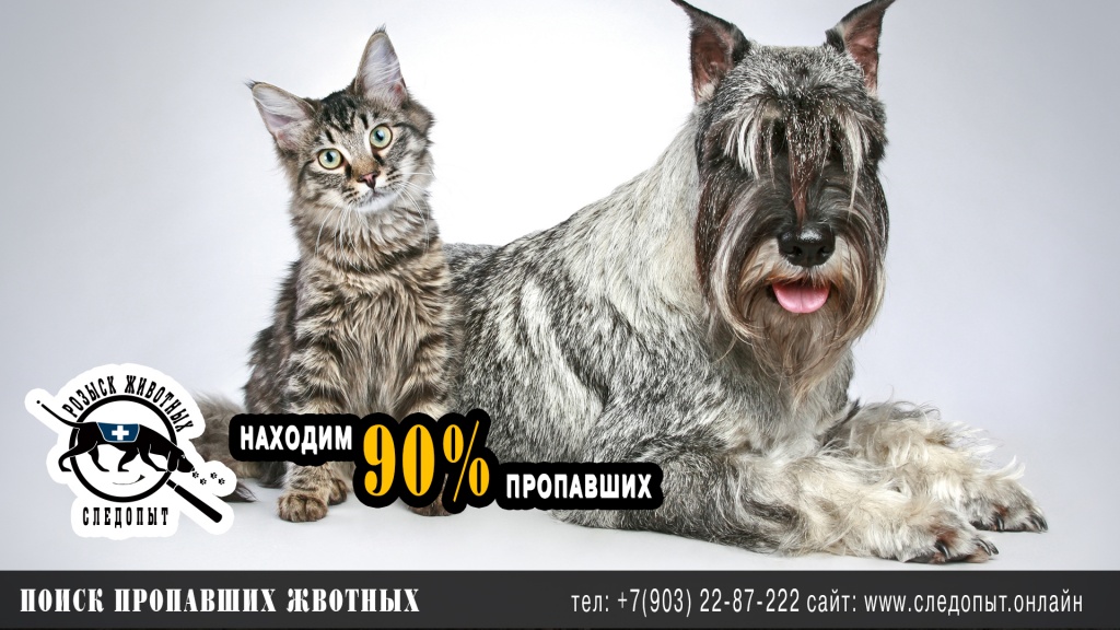 Поиск пропавших животных Поиск пропавших животных