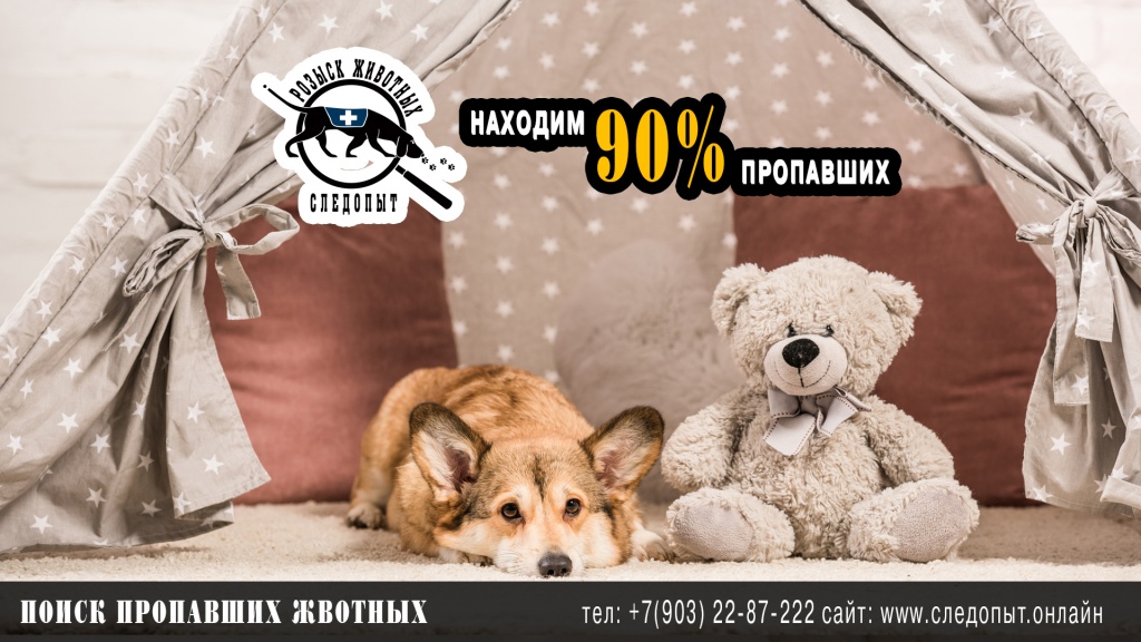 Поиск пропавших животных Поиск пропавших животных