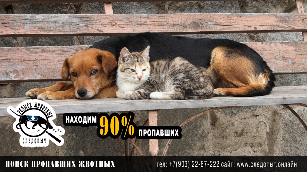 Поиск пропавших животных Поиск пропавших животных