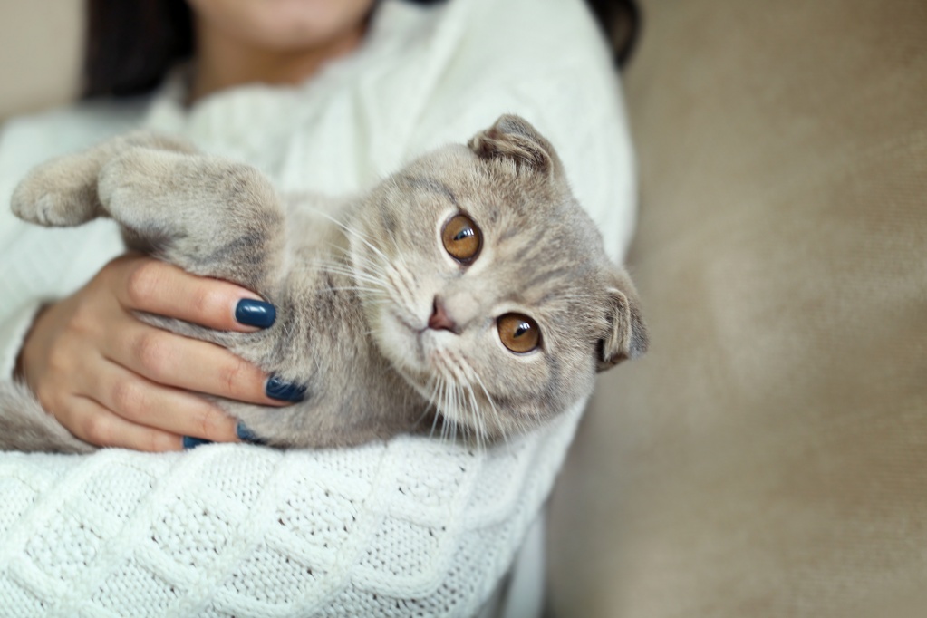 Шотландская вислоухая кошка убежала что делать