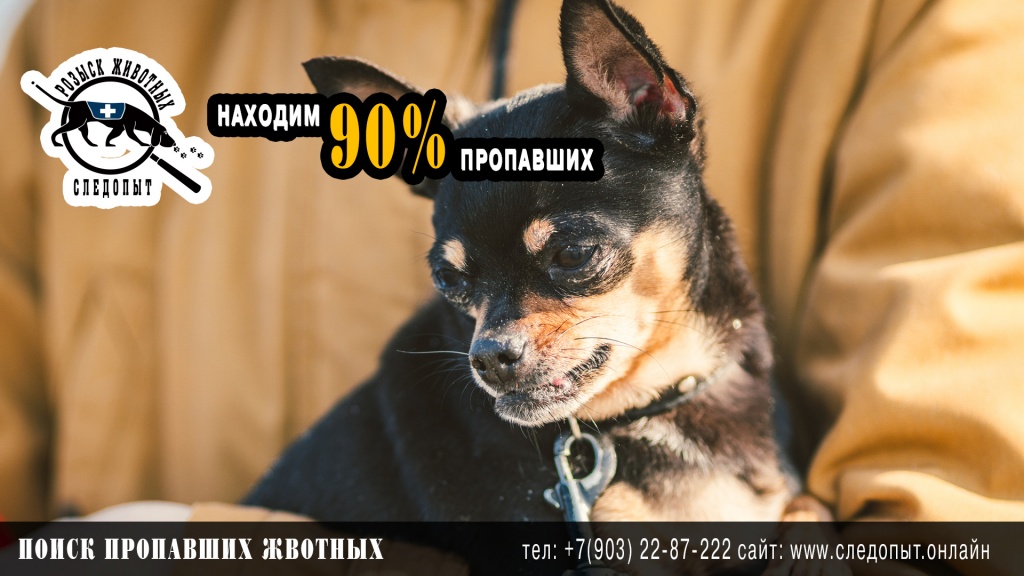 Поиск пропавших животных Поиск пропавших животных