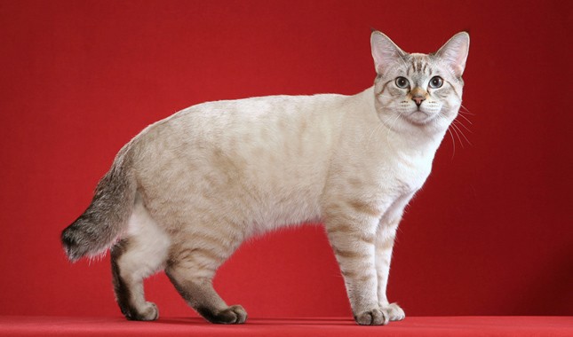 American bobtail.jpg