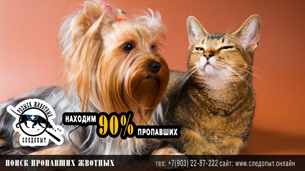 Поиск пропавших животных Поиск пропавших животных
