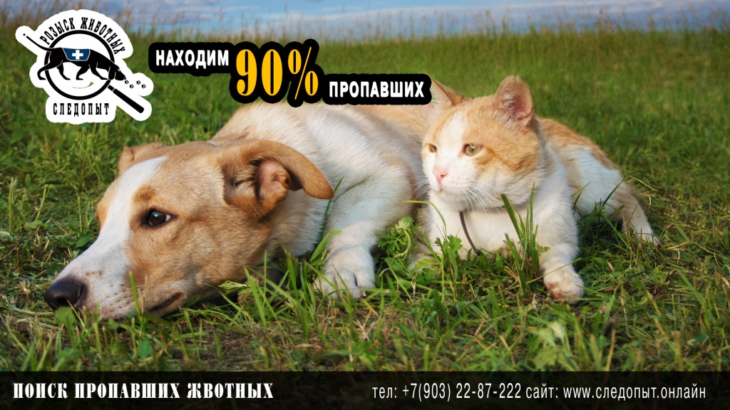 Поиск пропавших животных Поиск пропавших животных