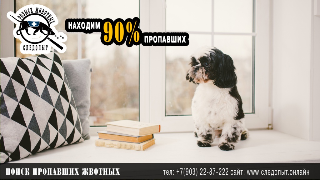 Поиск пропавших животных Поиск пропавших животных