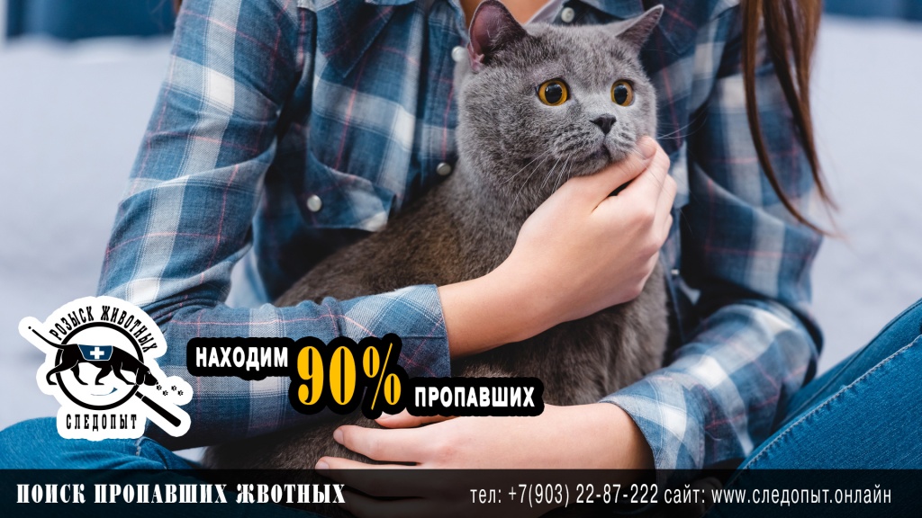 Поиск пропавших животных Поиск пропавших животных
