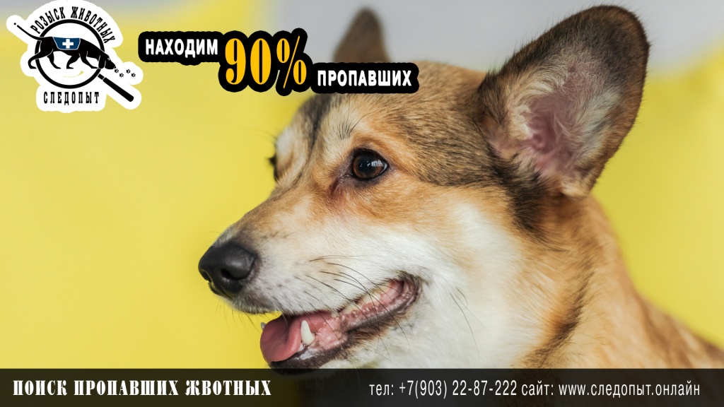 Поиск пропавших животных Поиск пропавших животных