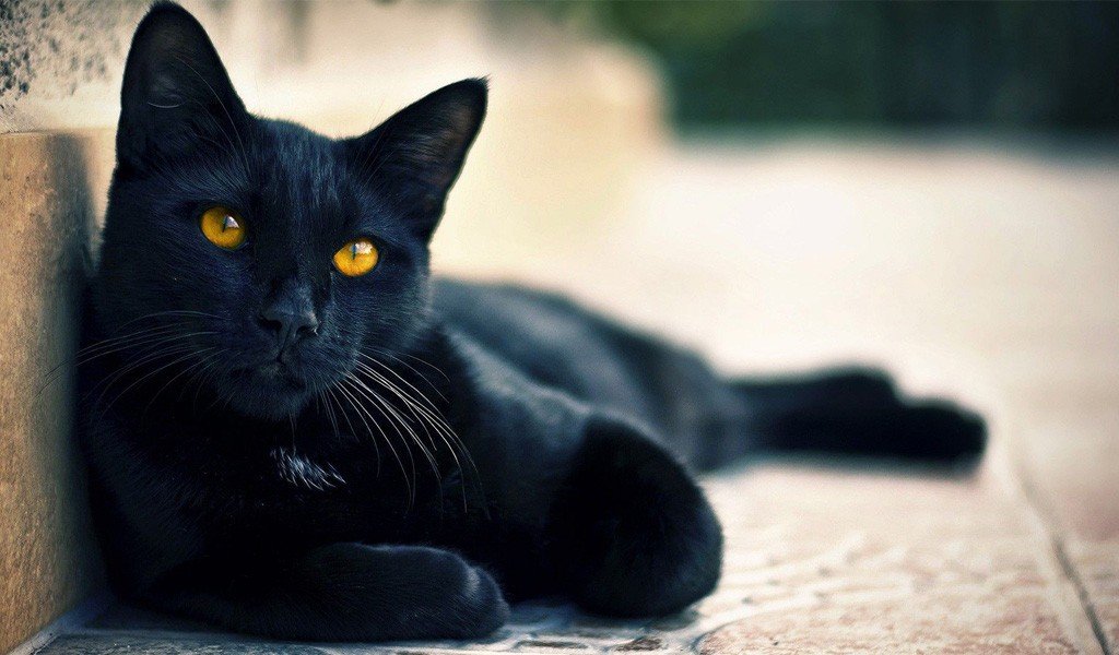 бомбейская кошка бомбейская кошка